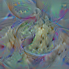 n07711569